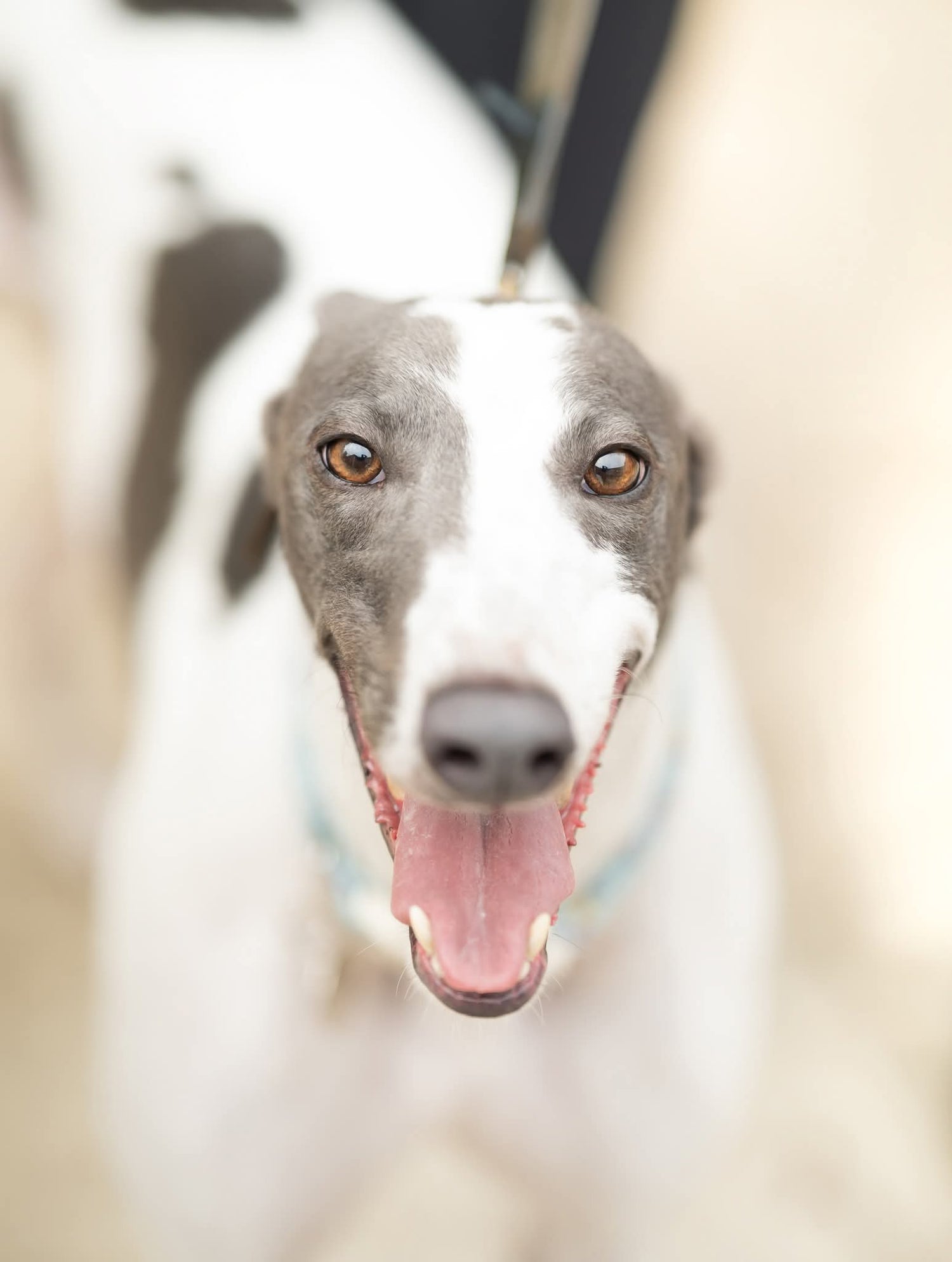 Wimbledon Greyhound Welfare