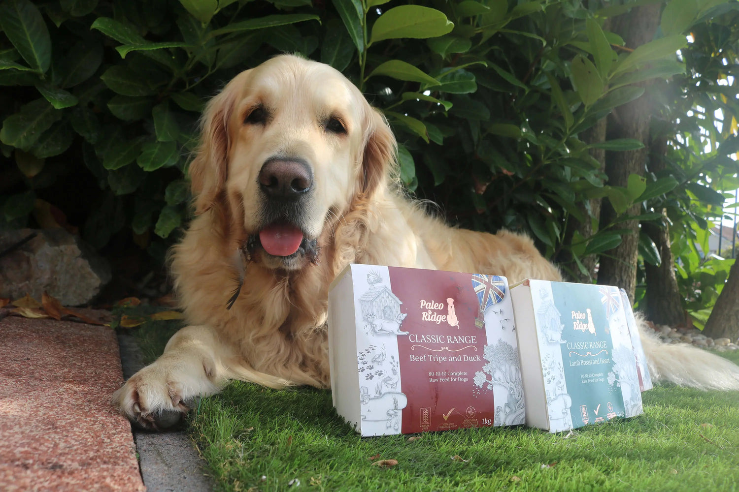 How Raw Feeding Helped with Dog Allergies -  Golden Brothers