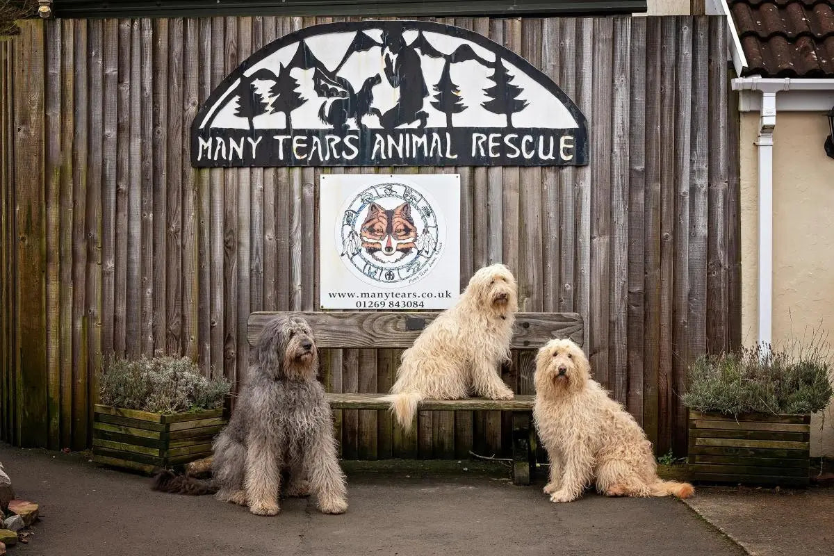 Many Tears Rescue Dog Charity