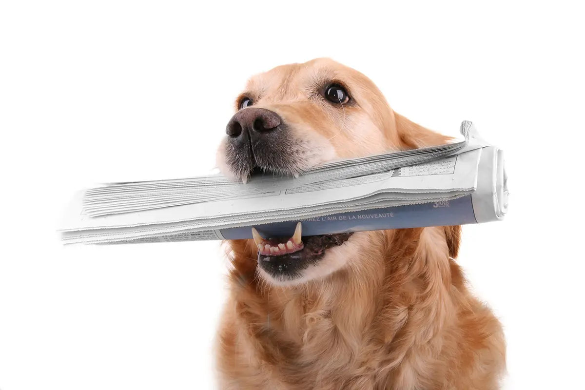 Helpful Sites On Raw Feeding Dogs