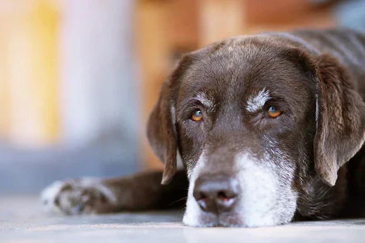 what is the best thing to feed an old dog