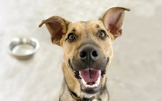 Hygiene Instructions: Safely Handle Raw Dog Food