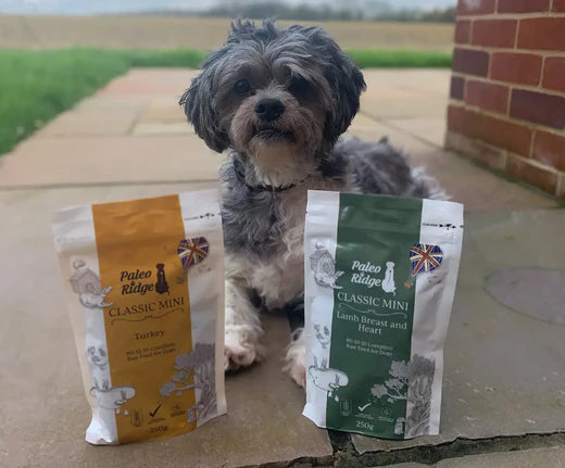 Raw Feeding for Small Dogs