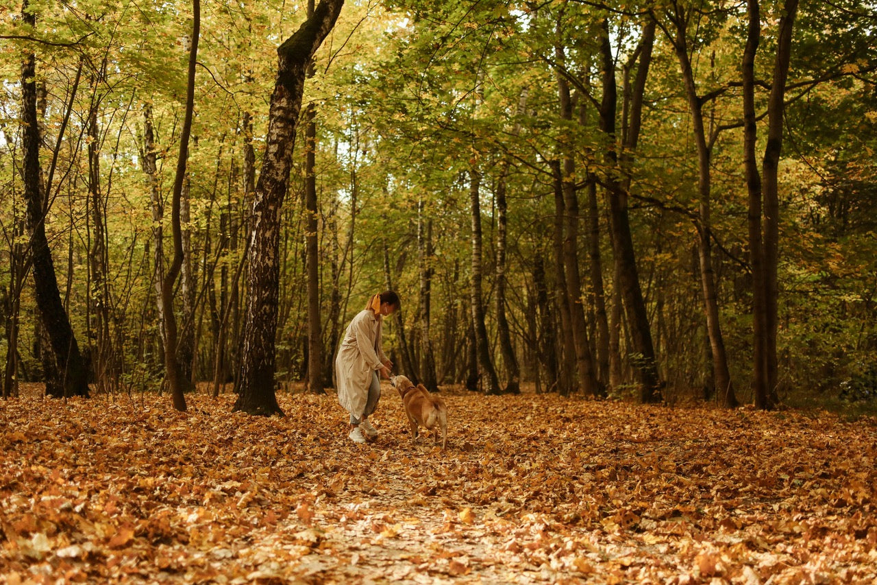 Autumn Walks: Colours, Care and the Secret World of Mushrooms