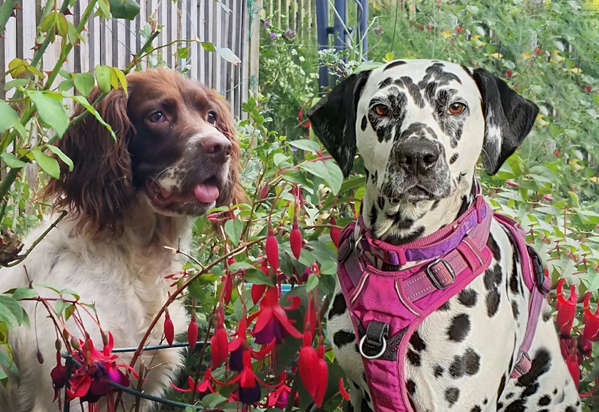 September Success Stories: Bertie and Bessie