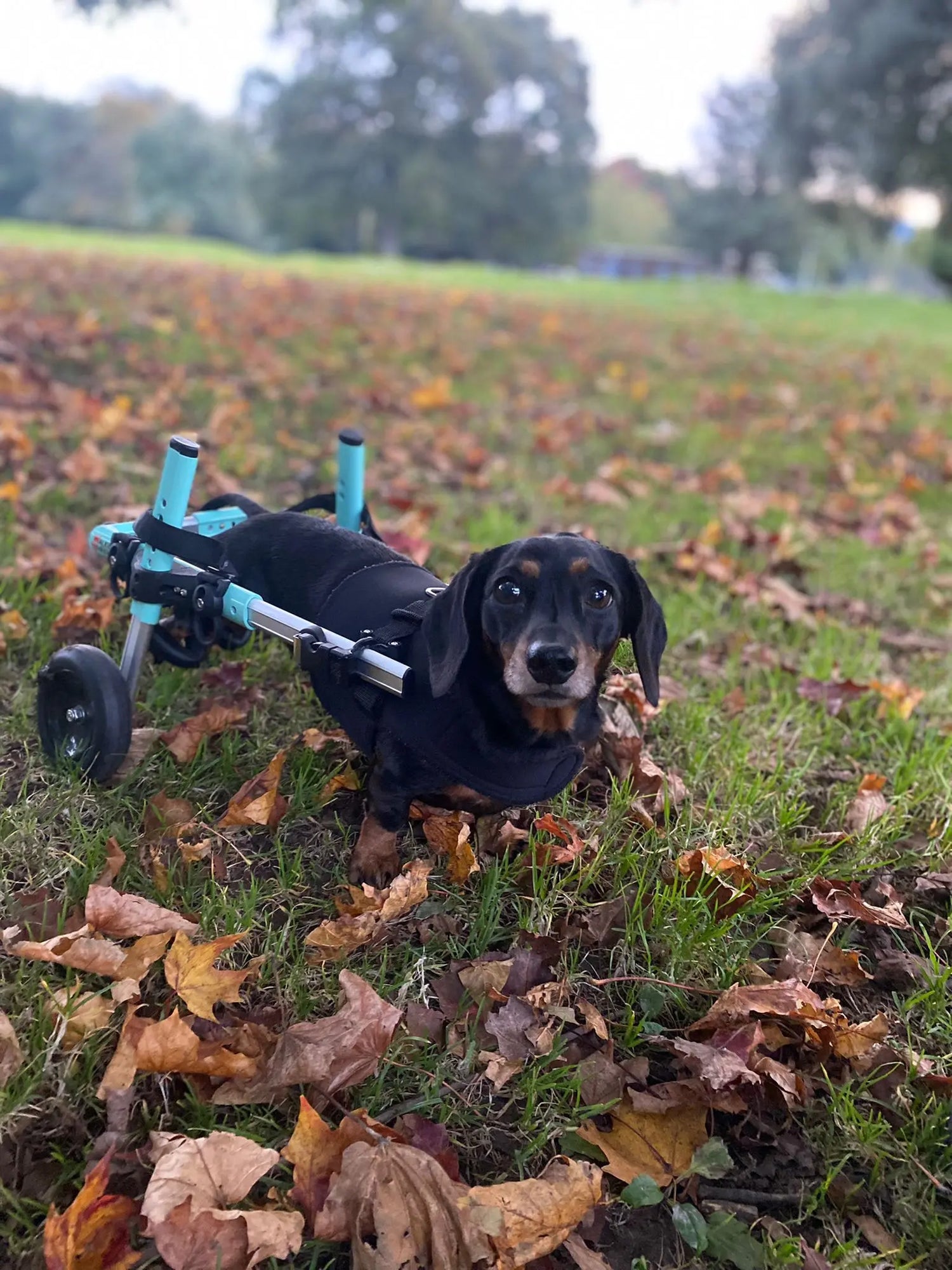 September Success Stories: Beti (Dachshund)