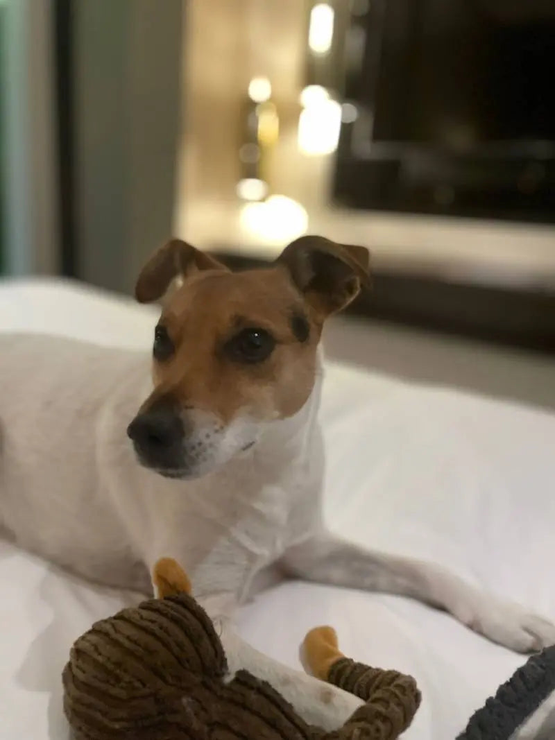 September Success Stories: Billy(Parson-Russell Terrier)