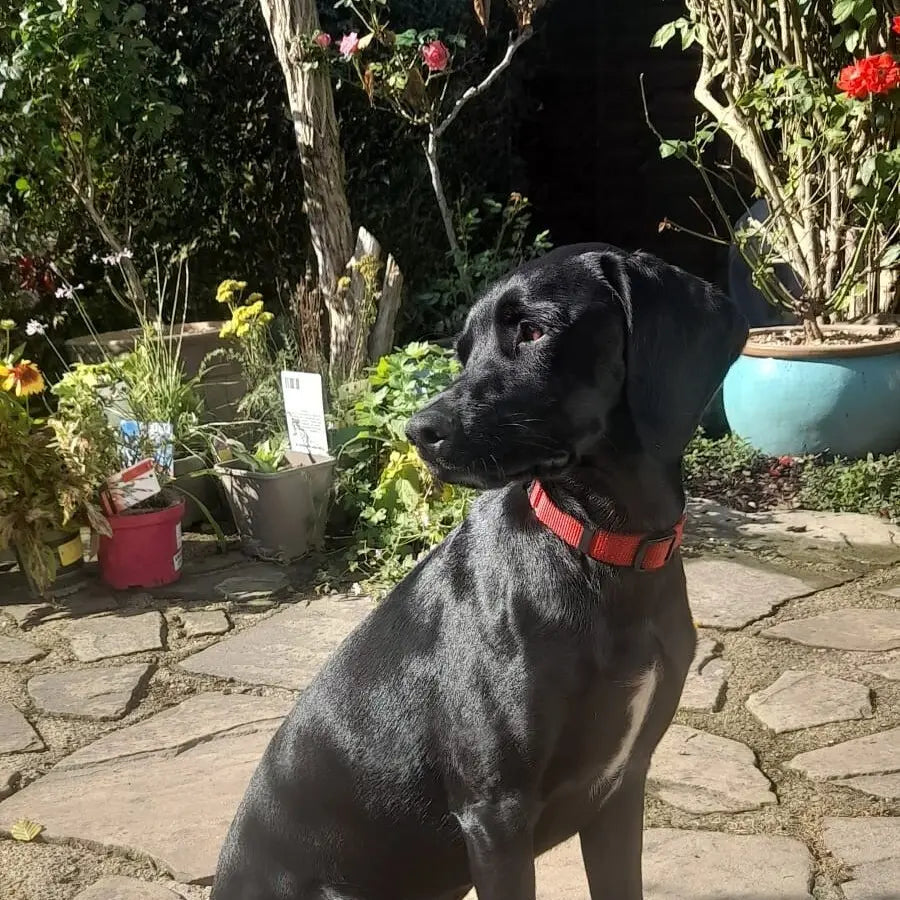 September Success Stories: Buddy's Story