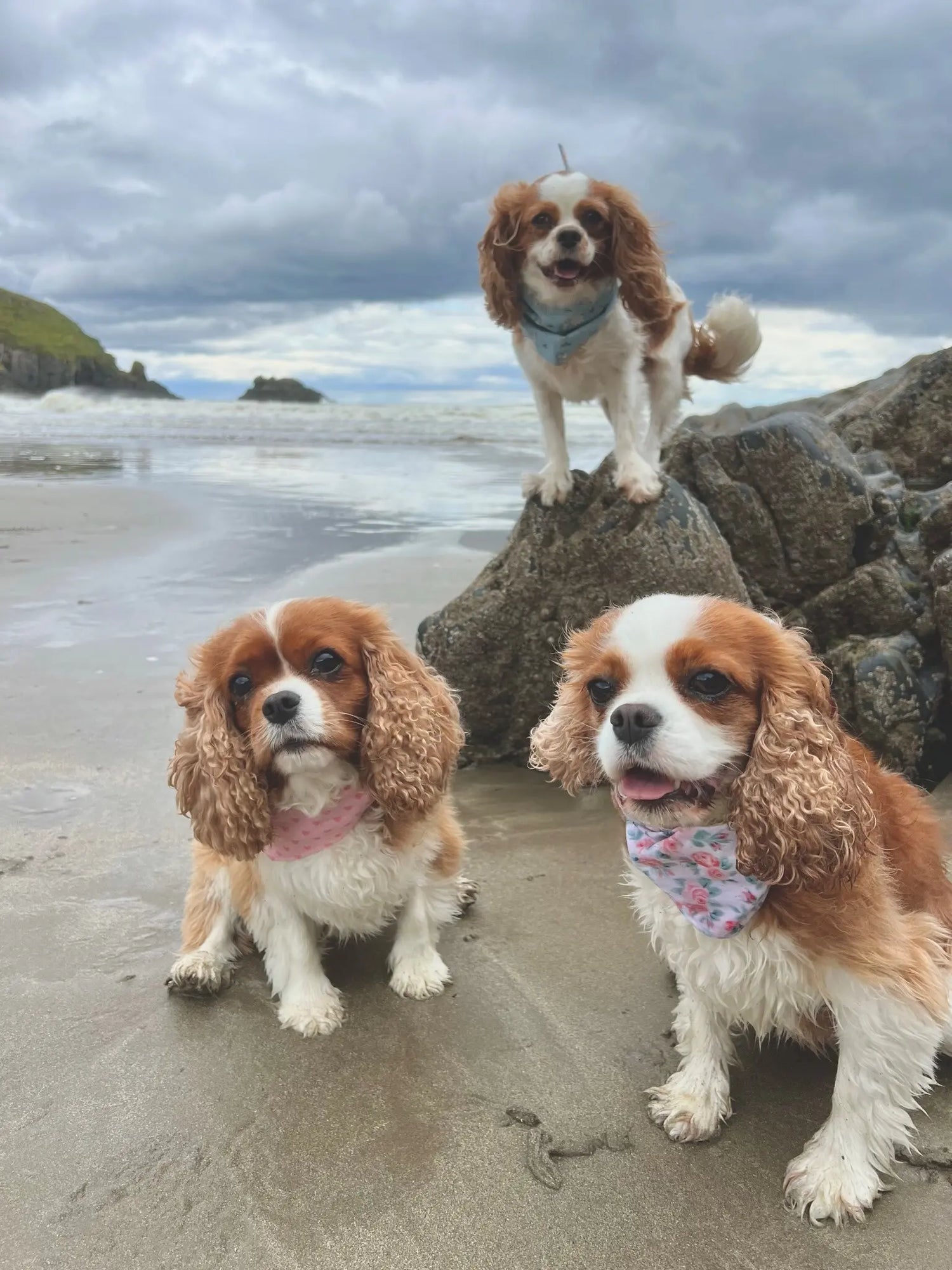 September Success Stories: My Cavalier Gang