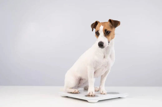 Is My Dog a Healthy Weight?