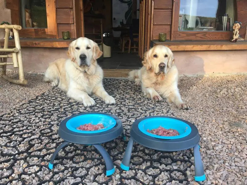 September Success Stories: Skye (Retriever)