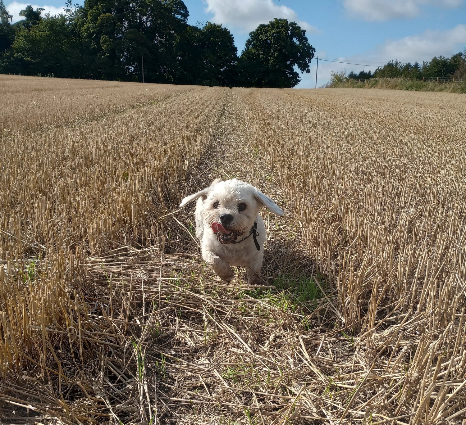 September Success Stories: Fidra (Dandie Dinmont)