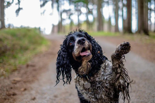 Building a Stronger Immune System For Your Dog