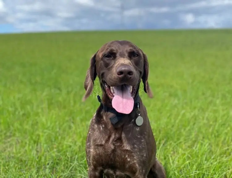 September Success Stories: Jagger & Floyd (GSP)