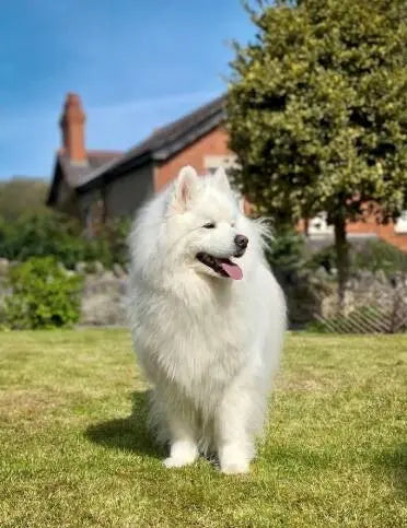 September Success Stories: Kiba (Samoyed)