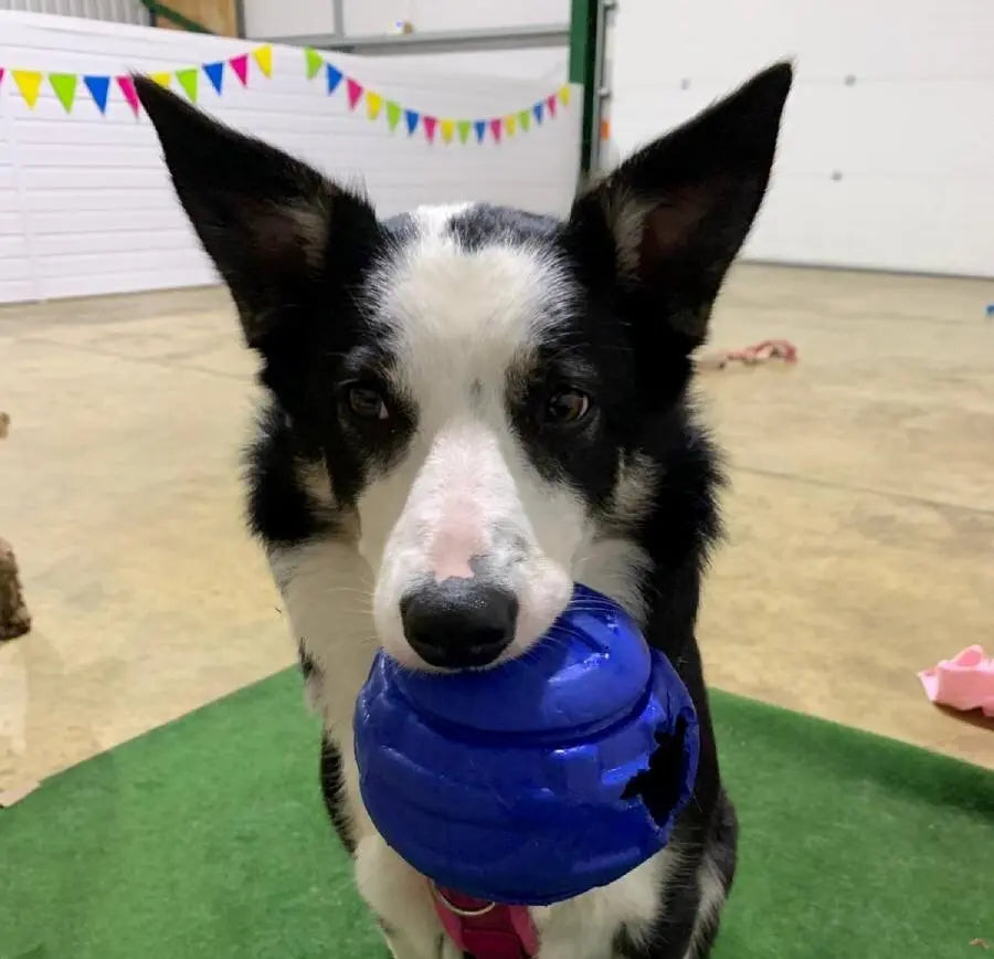 September Success Stories: Lizzie (Border Collie)
