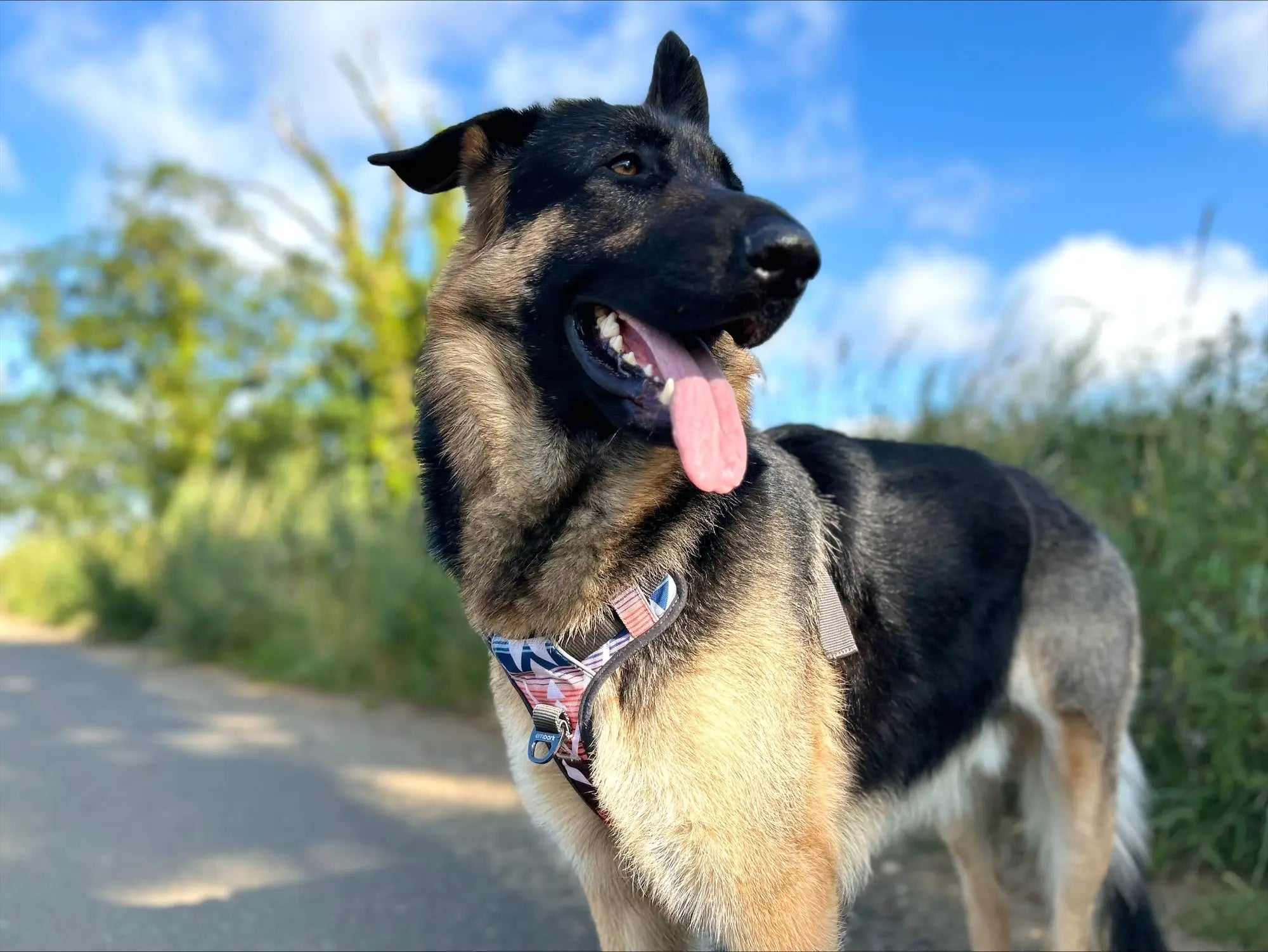September Success Stories: Othello (GSD)