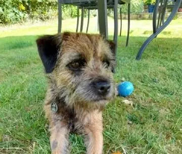 September Success Stories: Peggy (Border Terrier)