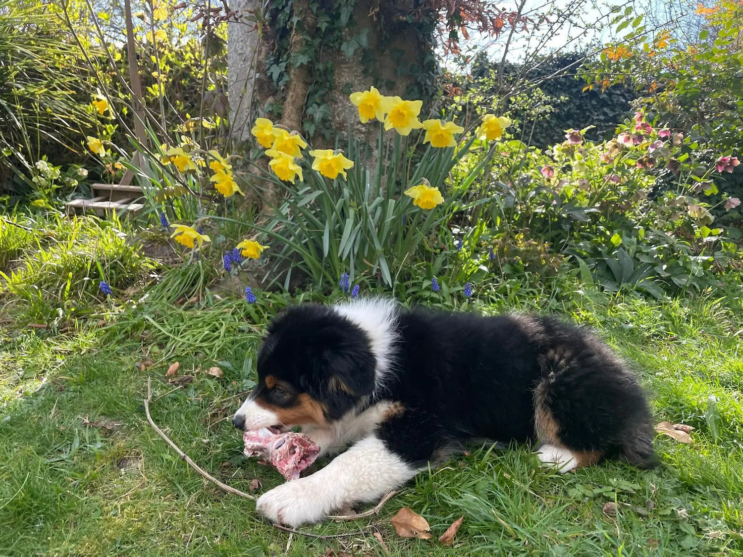 Weaning Puppies onto a Raw Dog Food Diet