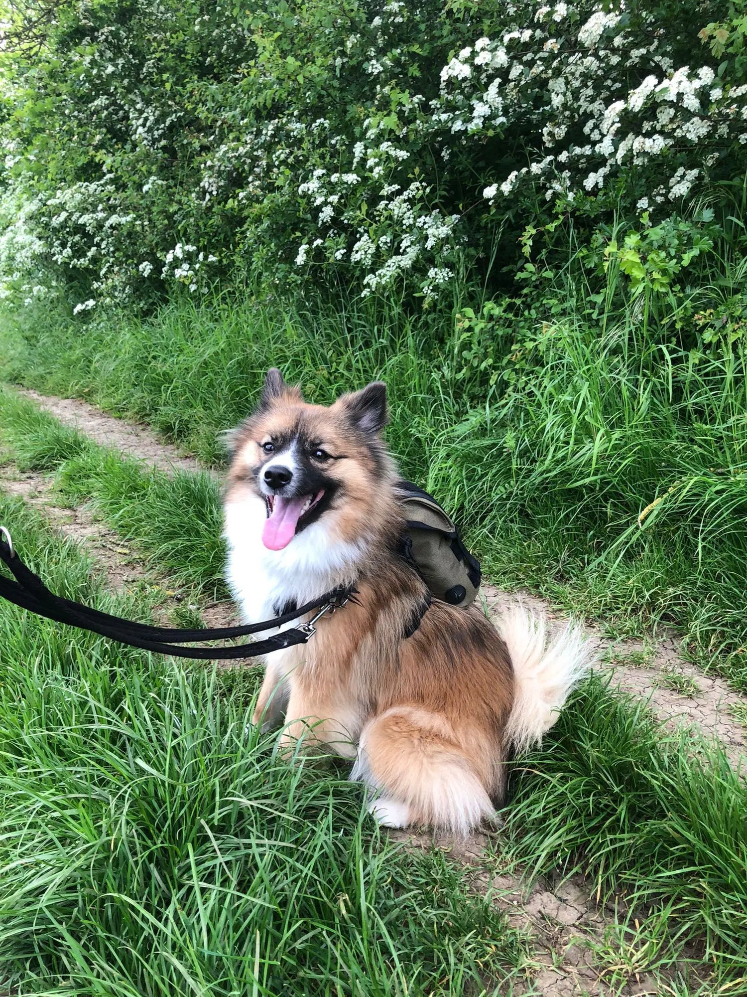 September Success Stories: Storm (Pomsky)