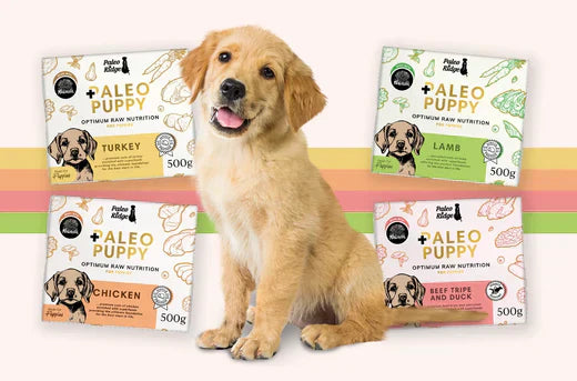 Introducing Paleo Puppy
