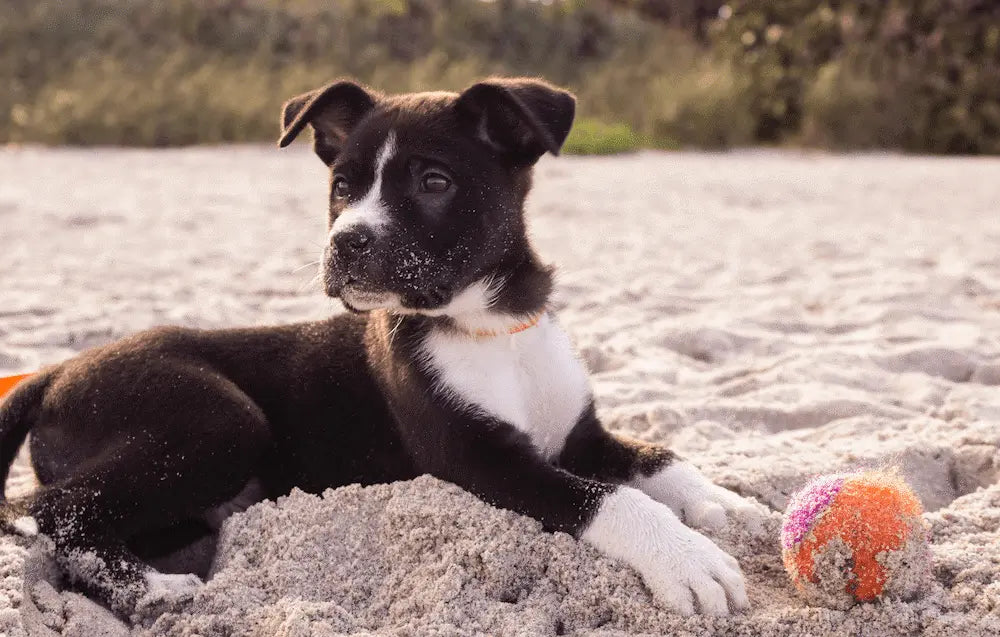 5 Ways Raw Dog Food Makes Puppies Healthier