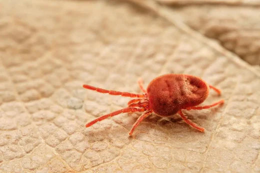 Autumn Series: Harvest Mites