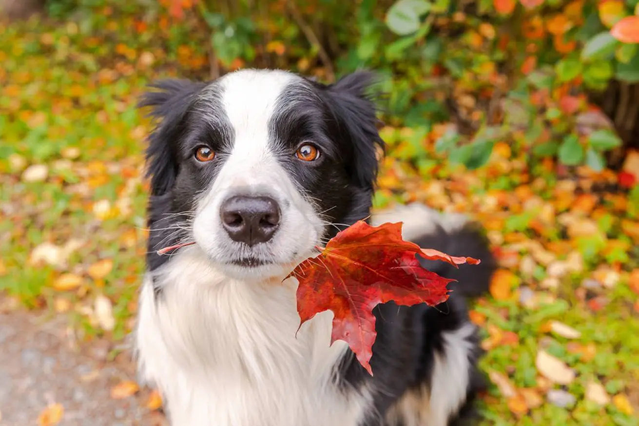 Autumn Series: Seasonal Canine Illness