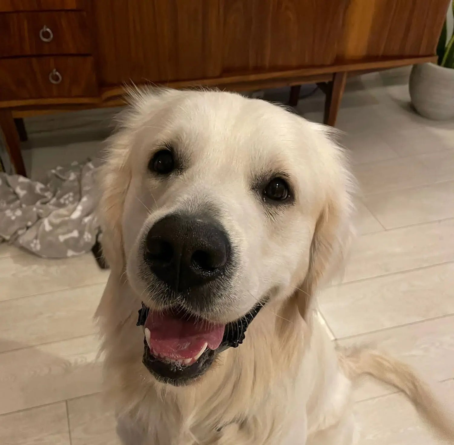 September Success Stories: Ralph (Retriever)