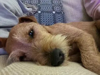 September Success Stories: Rufus (Terrier)