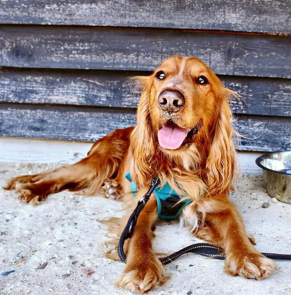 Service Dogs UK: Supporting Veterans & Dogs