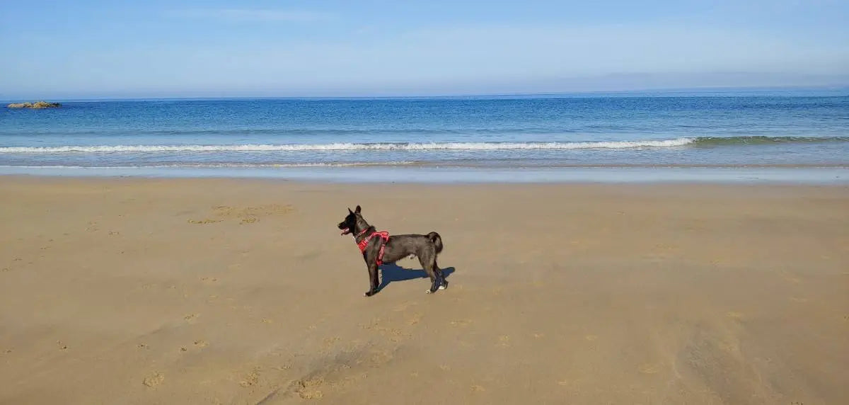 September Success Stories: Harry