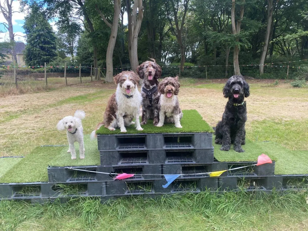 September Success Stories: Sparky (Golden Doodle)