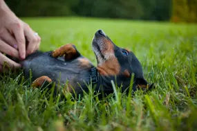 Optimum Digestion and Metabolism For Dogs