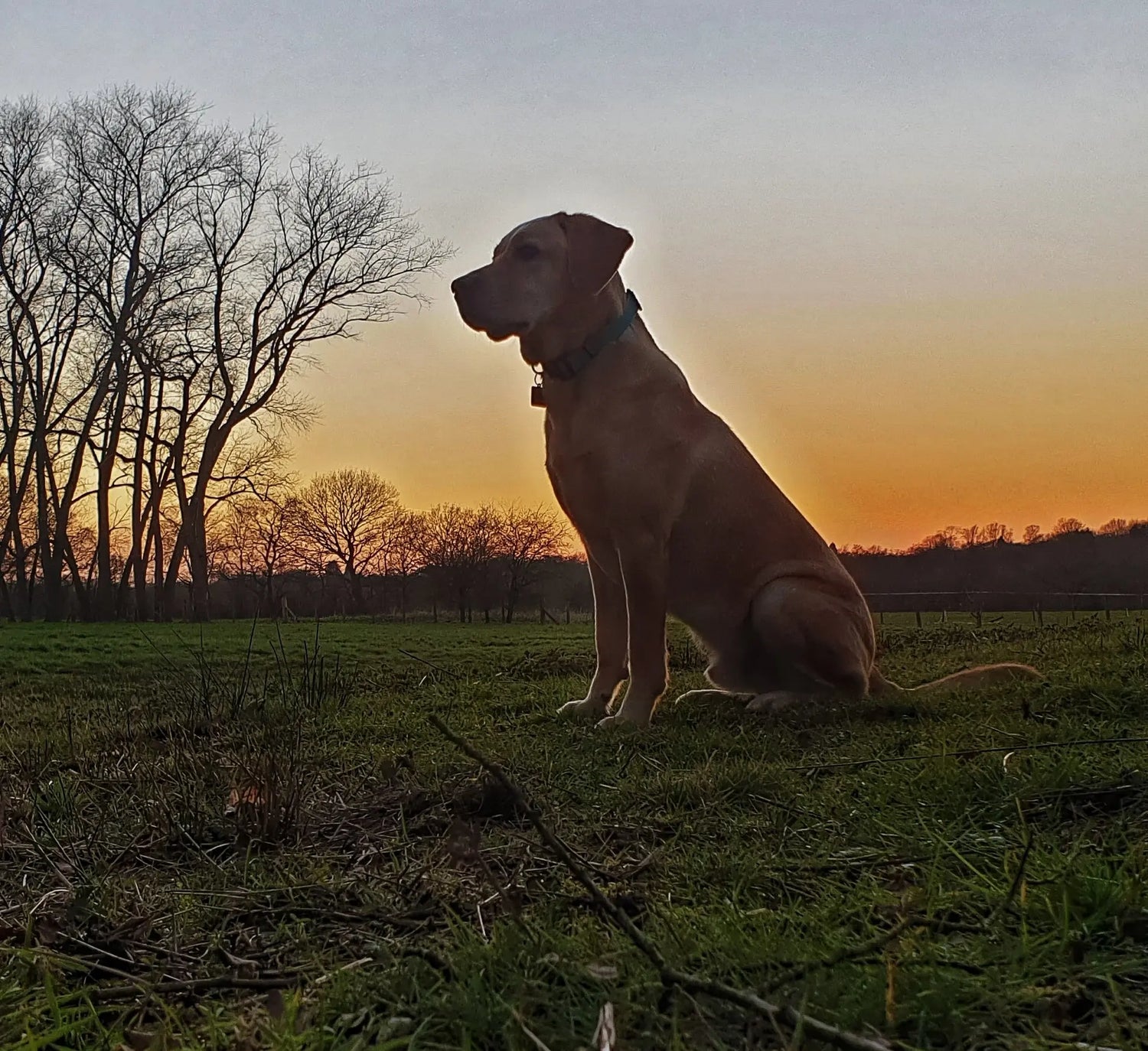 September Success Stories: Yoshi (Labrador)