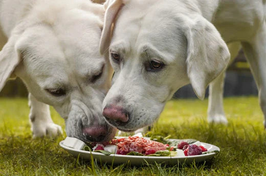 Exercising Your Dog Before or After Dinner - Everything You Must Know