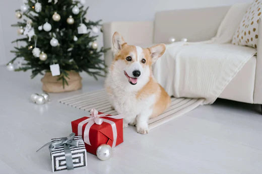 How UK Pet Owners Spoil Their Dogs at Christmas