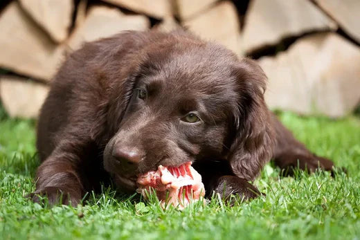 How to Start Your Puppy on a Raw Diet