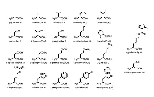 Amino Acids