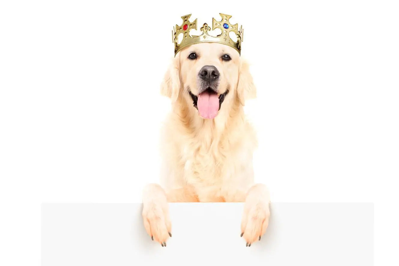 Paleo Ridge Launches New Raw Dog Food Clubs