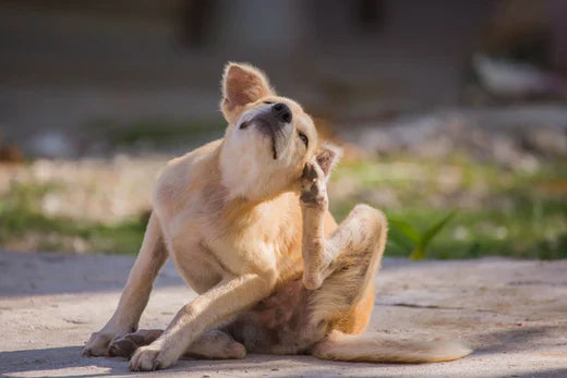 Fleas: How to Battle and Prevent the Pesky Problem