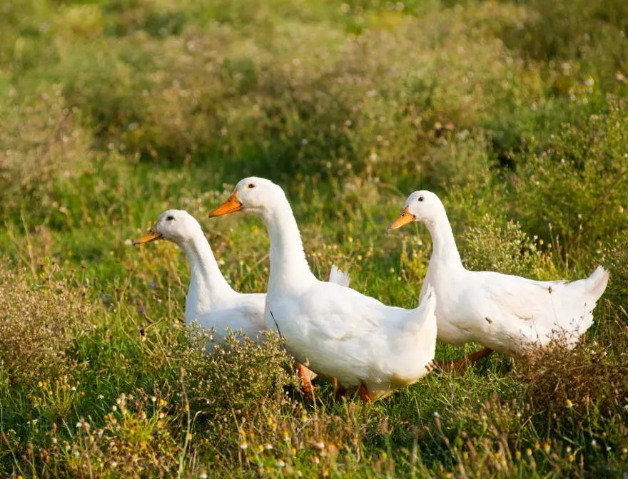 Benefits of Feeding Dogs a Raw Duck Diet