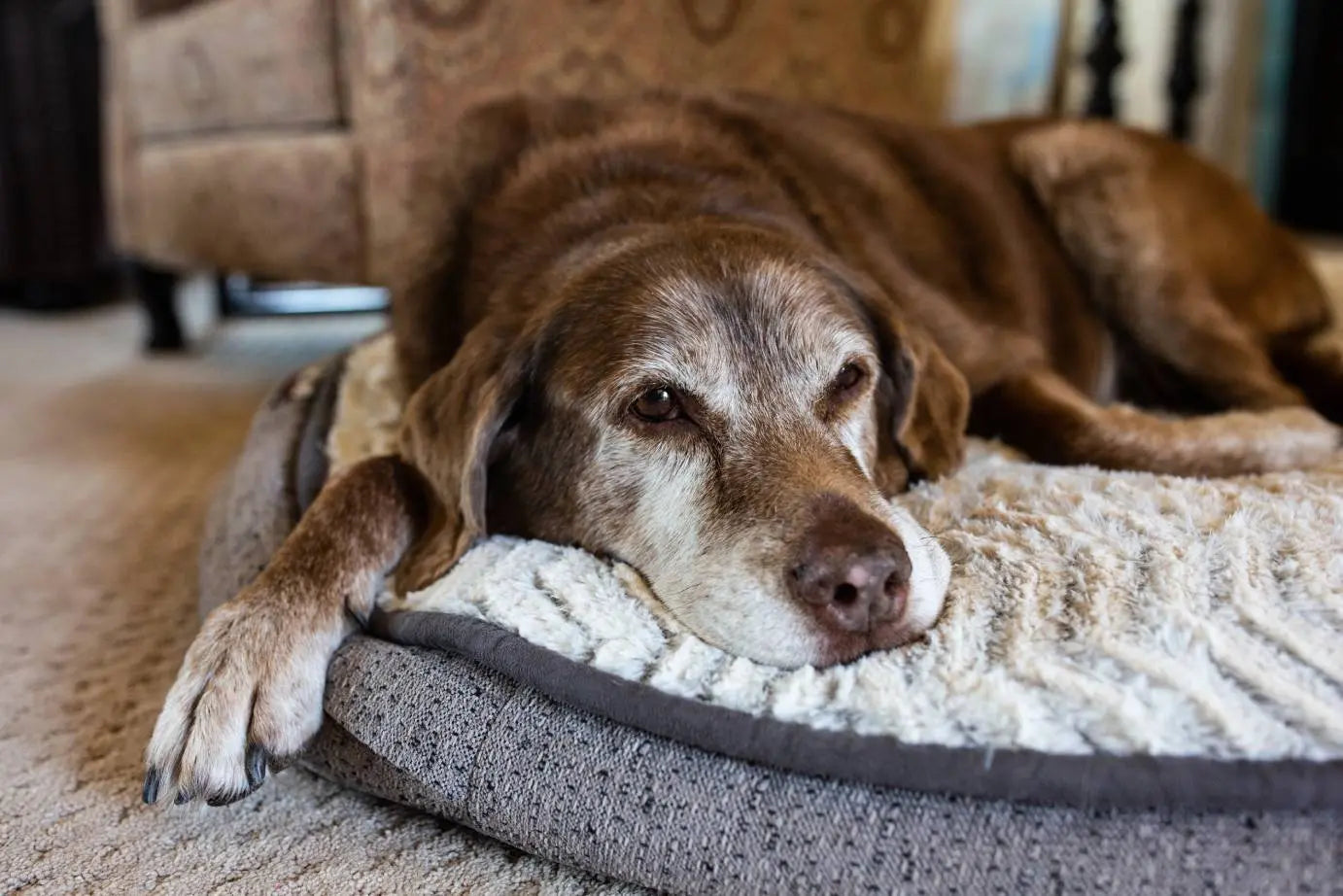 Understanding the Needs of Your Ageing Pet