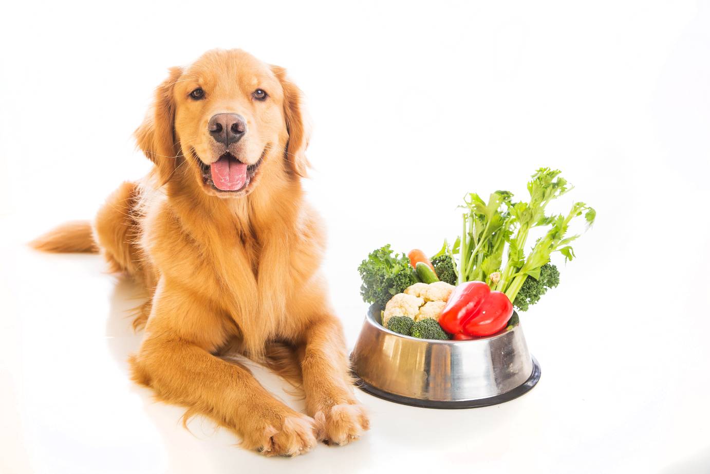 Are Fruits and Vegetables Essential for My Dogs Diet?