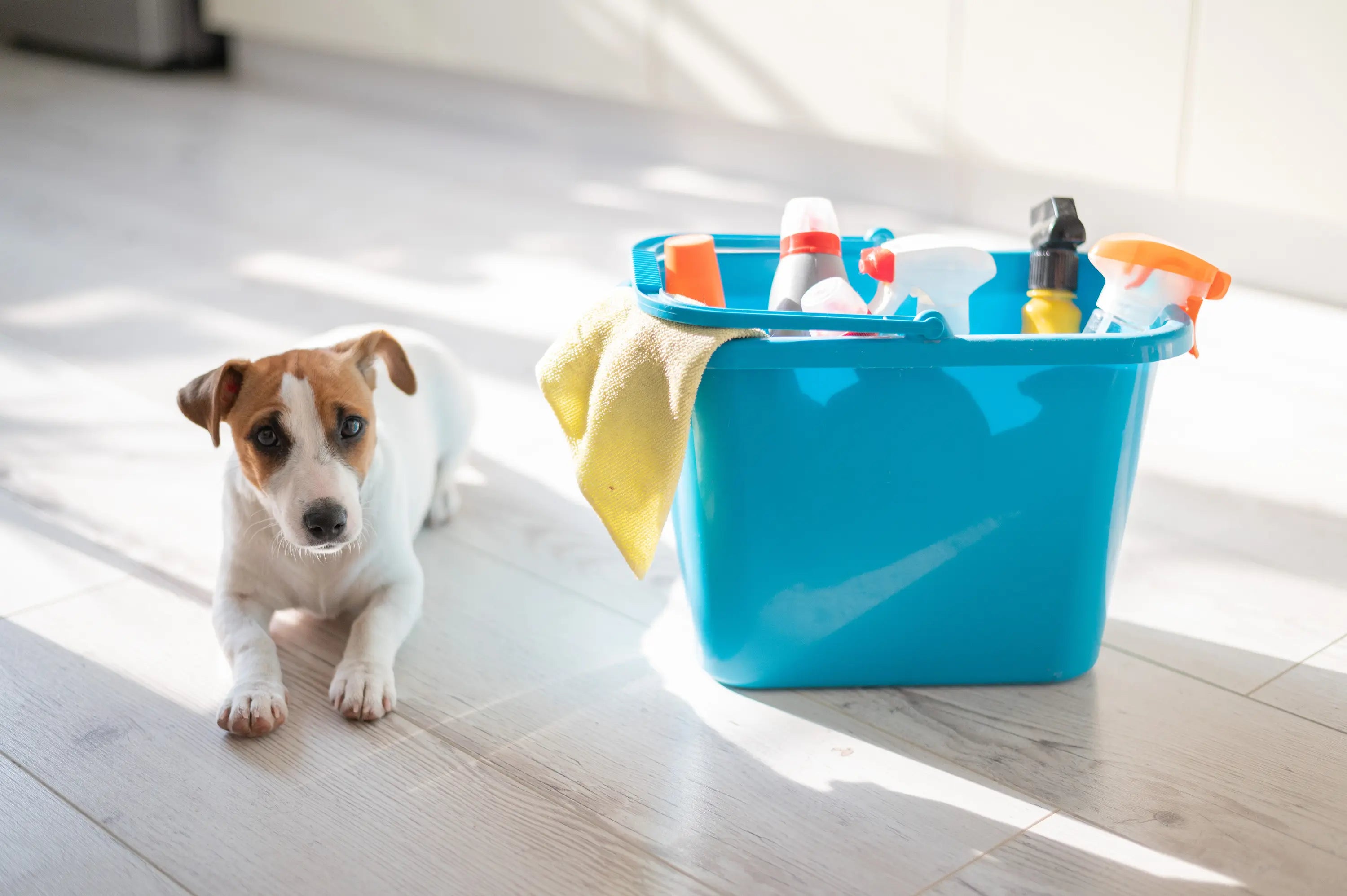 Top 5 Tips for Reducing Stress In Your Dog