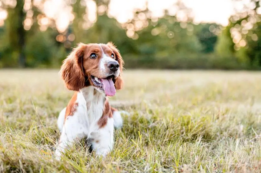 Paleo Ridge Launch 'Healthy Pet Month' in August