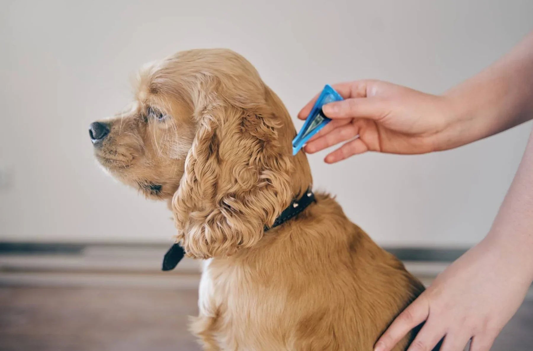 Flea Treatments - All You Need to Know