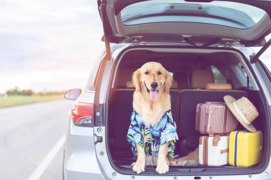 How to Successfully Staycation with Your Dog