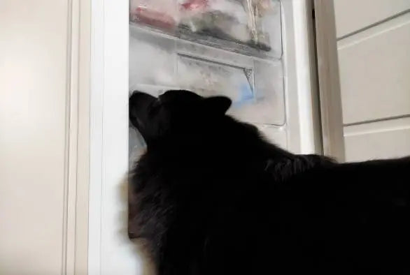 How to Store Raw Dog Food Correctly