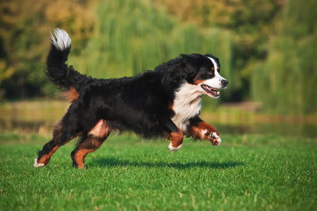 How to Boost Your Dog's Immune System